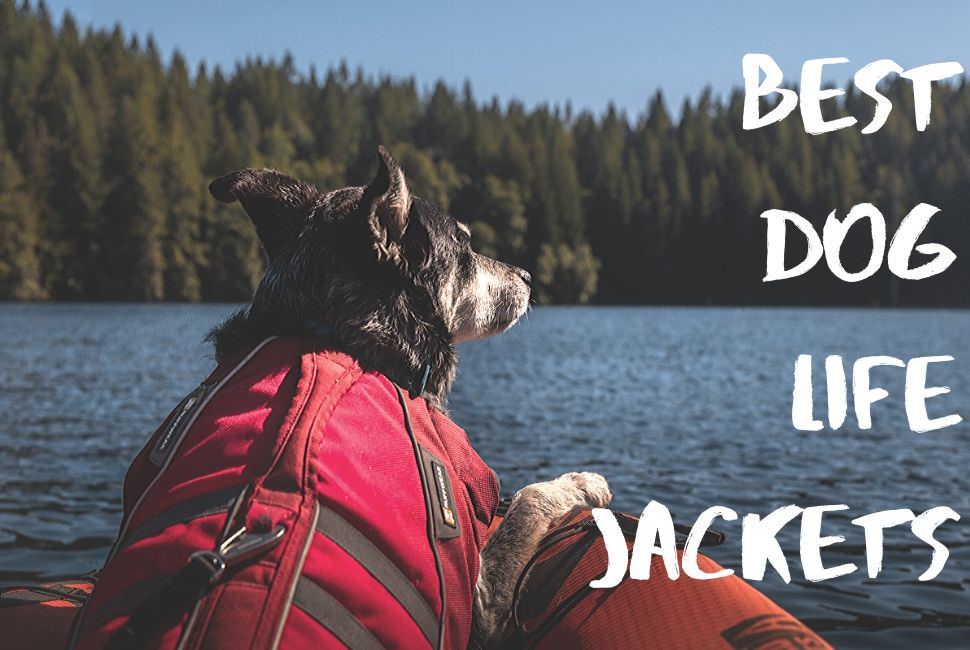 A dog wearing life jacket