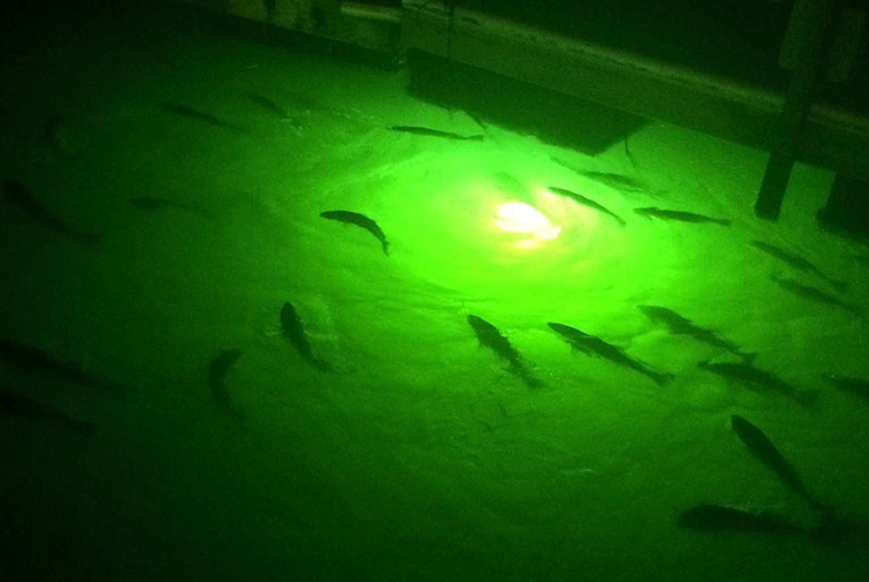 Best underwater fishing lights