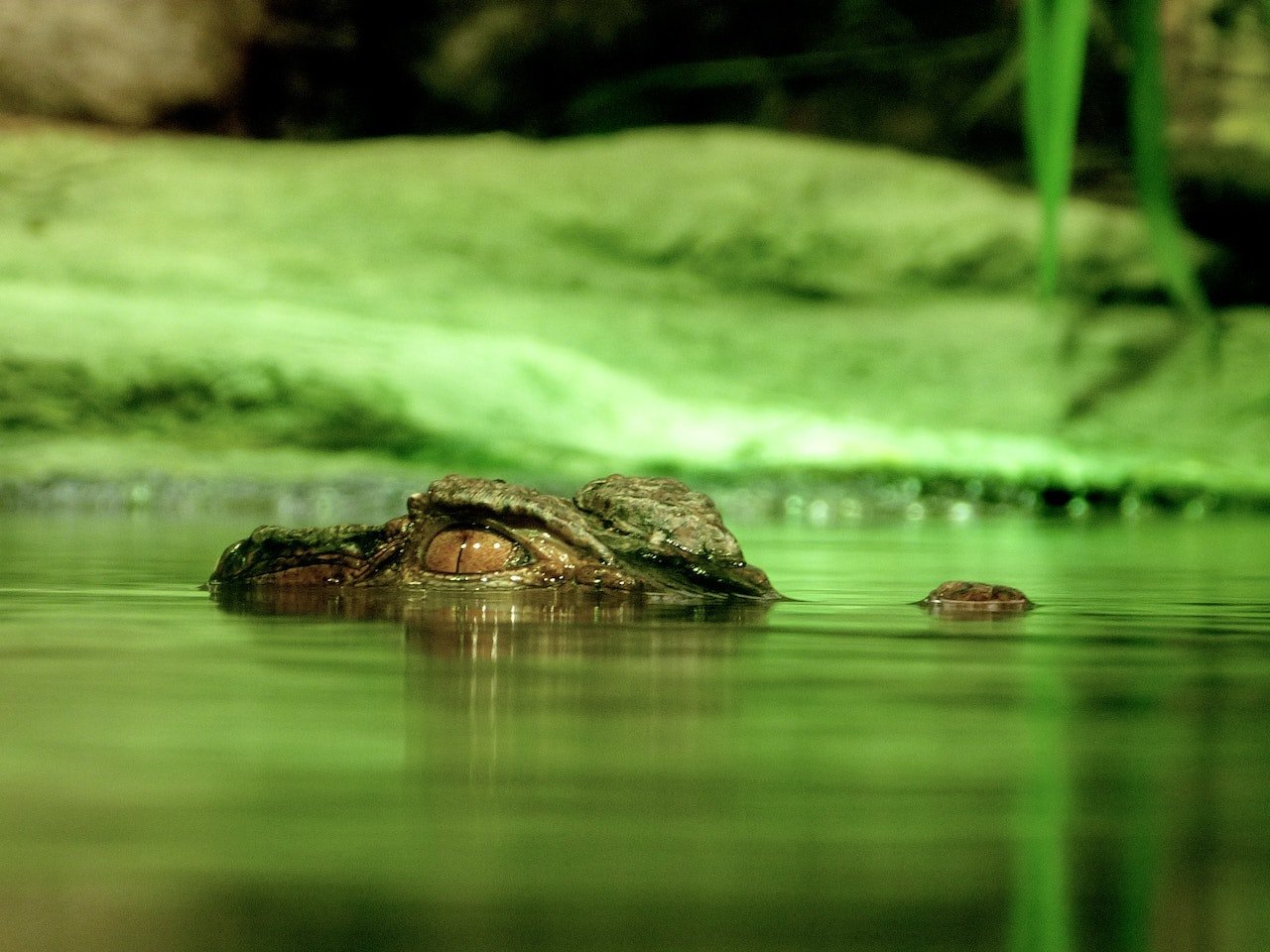 Alligator on the water