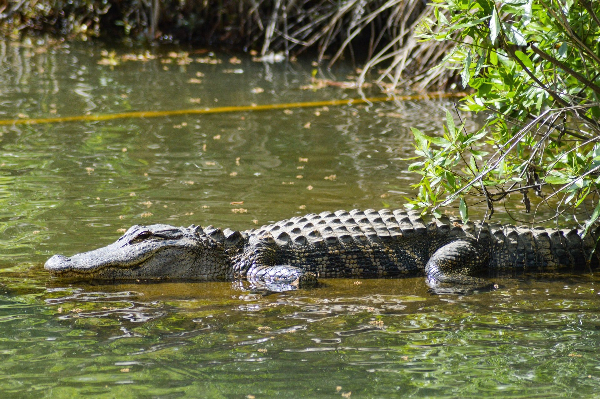 Alligator on water kayaking problem
