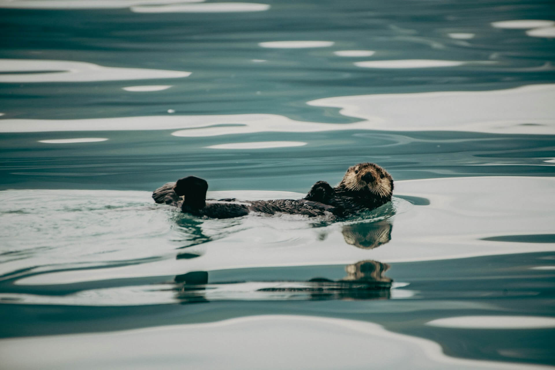Kenai Fjords National Park Alaska
